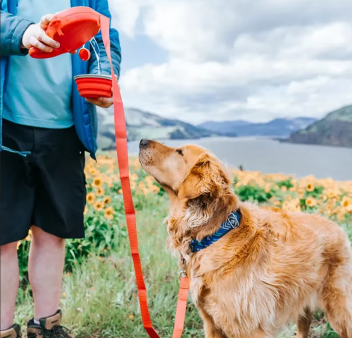 Dog leash with built-in water bottle & foldable bowl, perfect for dog walking and hydration