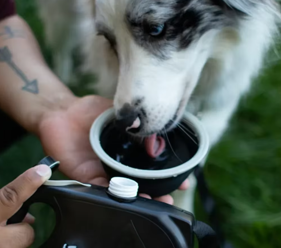 Grey dog leash with a removable water bottle and an attached foldable dog bowl for travel