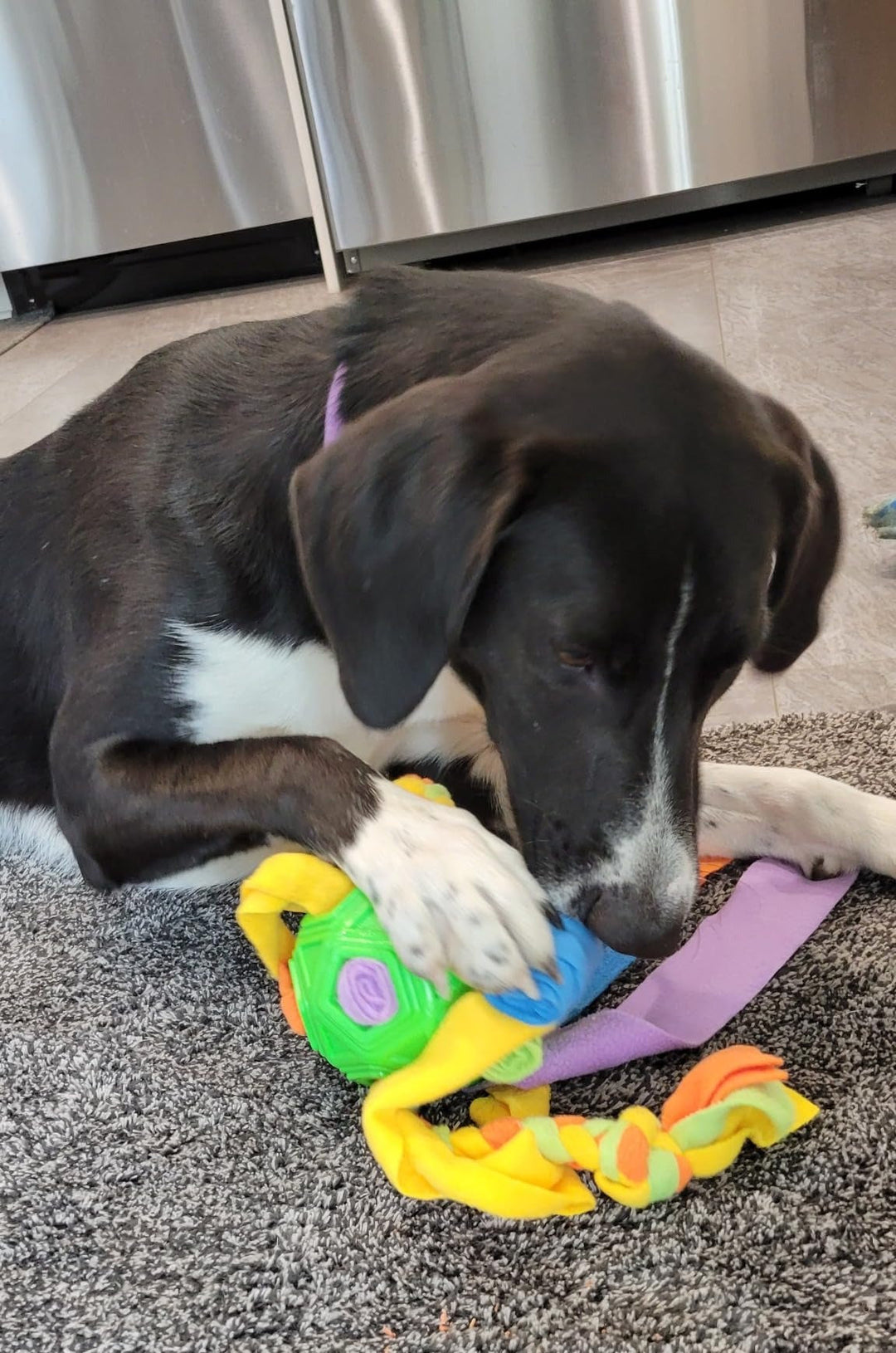 Close-up of a dog's paw trying to get treats from an interactive snuffle ball toy