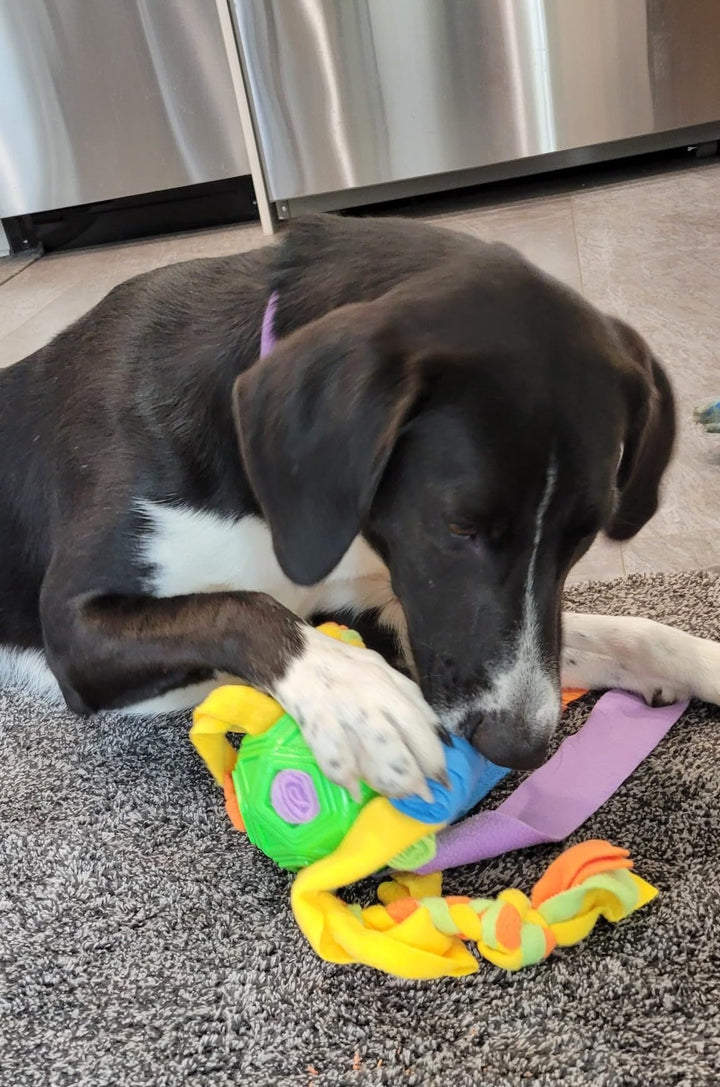 Close-up of a dog's paw trying to get treats from an interactive snuffle ball toy