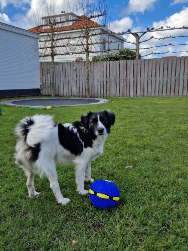 Transforming dog toy, Pop-Up Disc Ball for enhanced playtime, a great pet gift