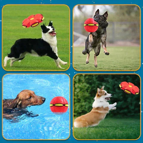 Dog Pop-Up Disc Ball, innovative transforming toy for interactive and engaging pet playtime