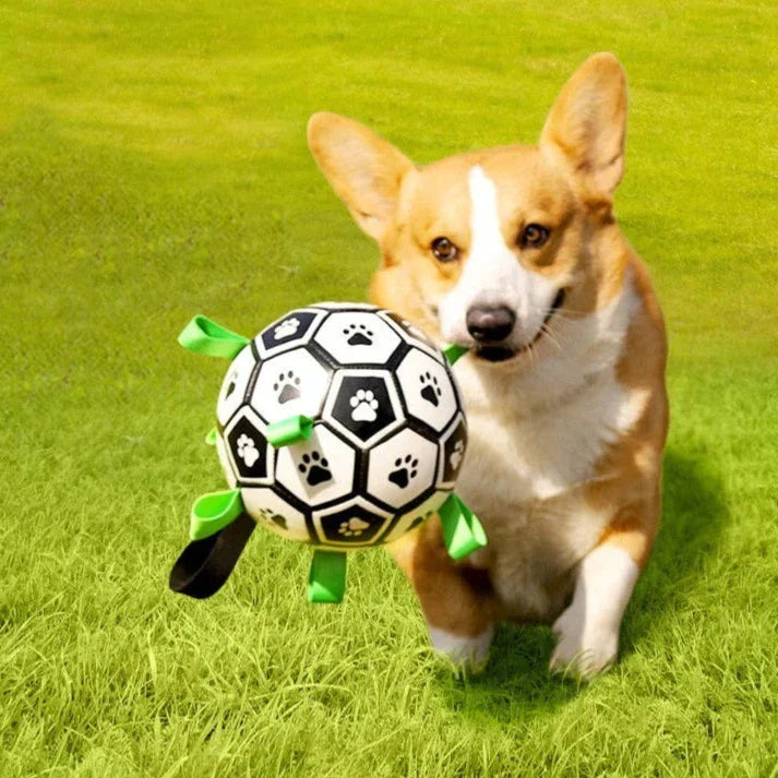 Golden Retriever happily playing with a black and white dog soccer ball in a park