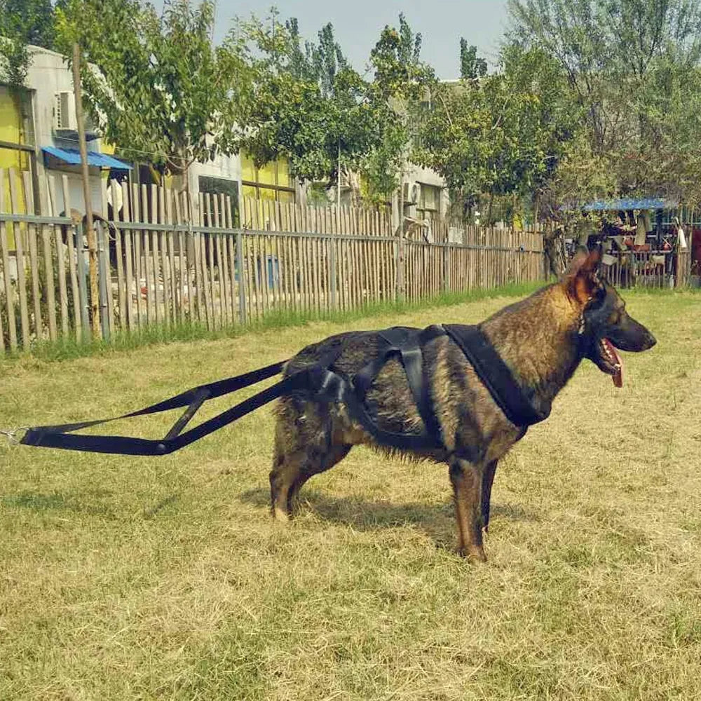 Dog sports training harness with pull handles for effective control, black adjustable pet supplies