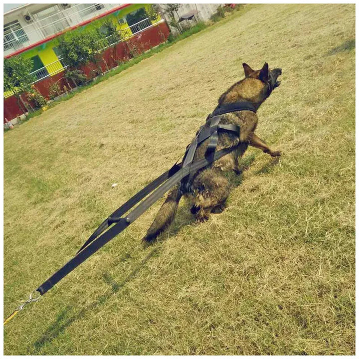 Adjustable dog training harness in black, designed for sports and control during pet activities