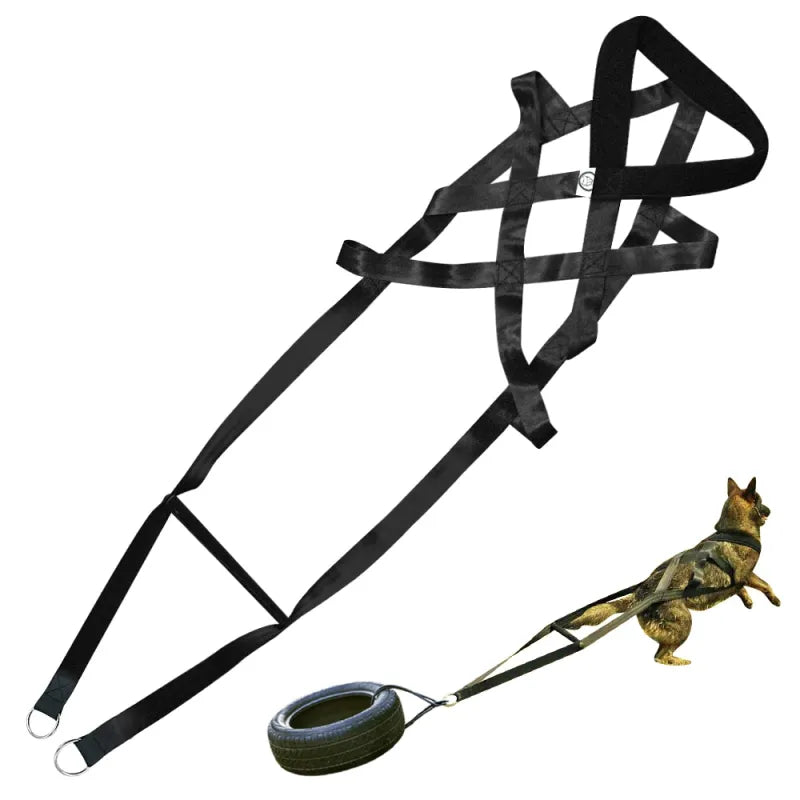 Rear view of dog sports training harness, highlighting the multiple pull handles for handler grip