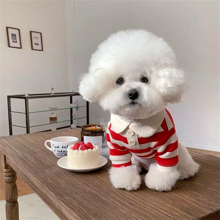 Dog striped polo shirt laid flat, featuring a spread collar, ideal pet apparel.