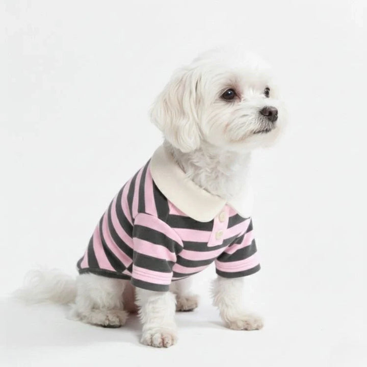 Cute dog wearing a yellow and white striped polo shirt, showcasing pet accessories.