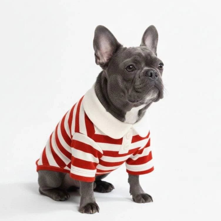 Close-up of a dog striped polo shirt, highlighting soft fabric and detailed stitching.