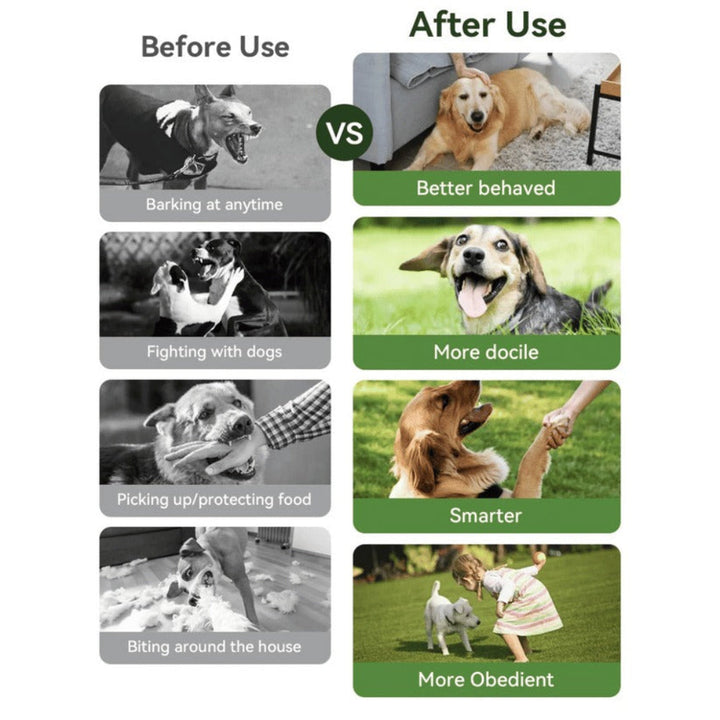 Two dogs being trained with remote control dog training collars, 300m range