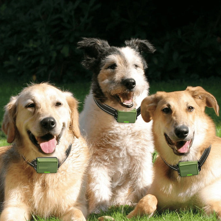 Dog training collar with bright orange accents on a dark background
