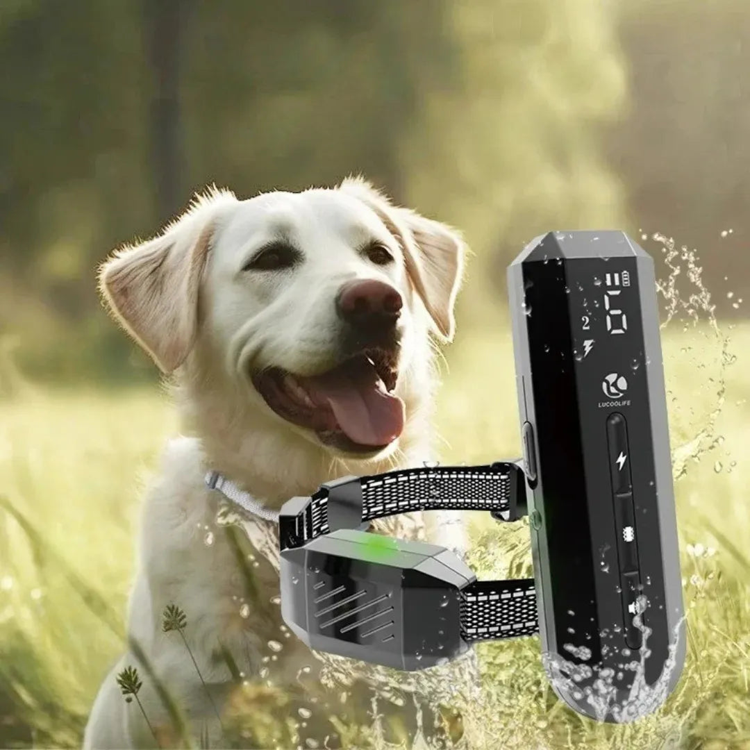 Pet training e-collar with handheld remote, adjustable strap, for dog obedience & safety