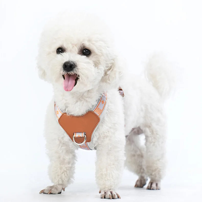 Small dog comfortably fitted in a blue nylon adjustable harness with reflective strips and mesh padding.