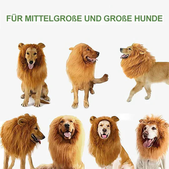 Dog wearing a light brown lion mane costume, perfect for funny pet outfits or Halloween.