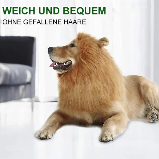 Close-up of a dog's head with a realistic light brown lion mane costume, great photo prop.