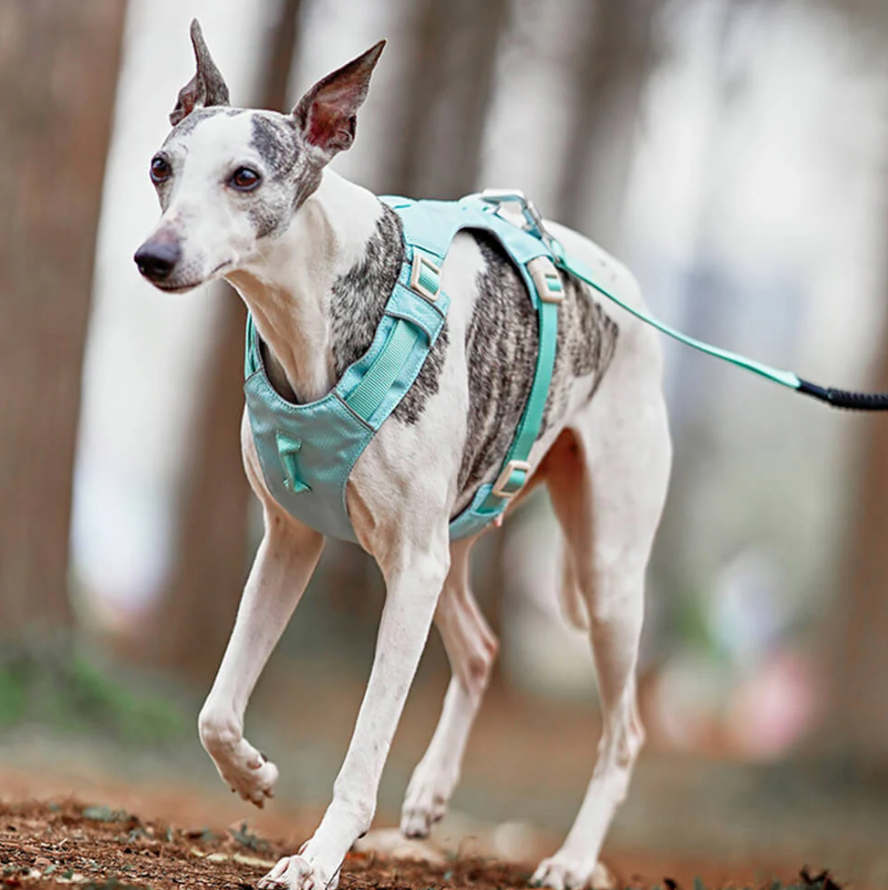 Comfort fit dog harness with front and back leash attachments, paired with an adjustable leash.