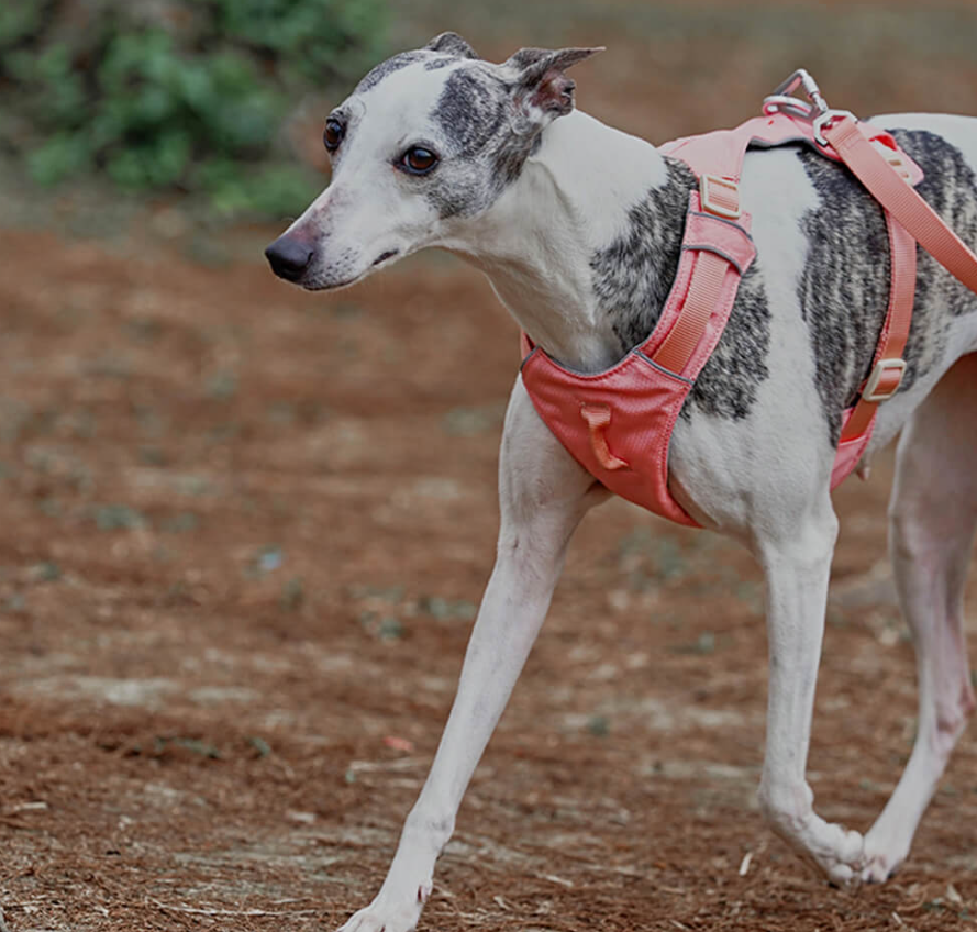 Dog owner holding an adjustable leash connected to a no-pull comfort harness on a dog.