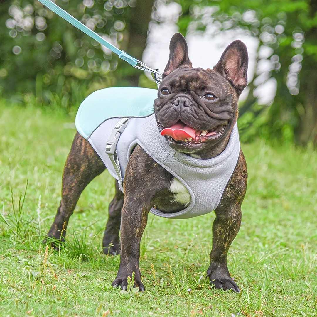 Close-up of dog's cooling vest with water-activated technology for heat protection