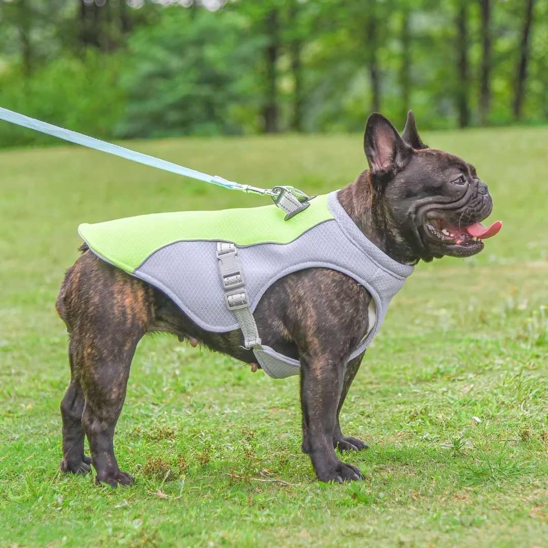 Happy dog playing outdoors wearing a reflective cooling vest for summer safety