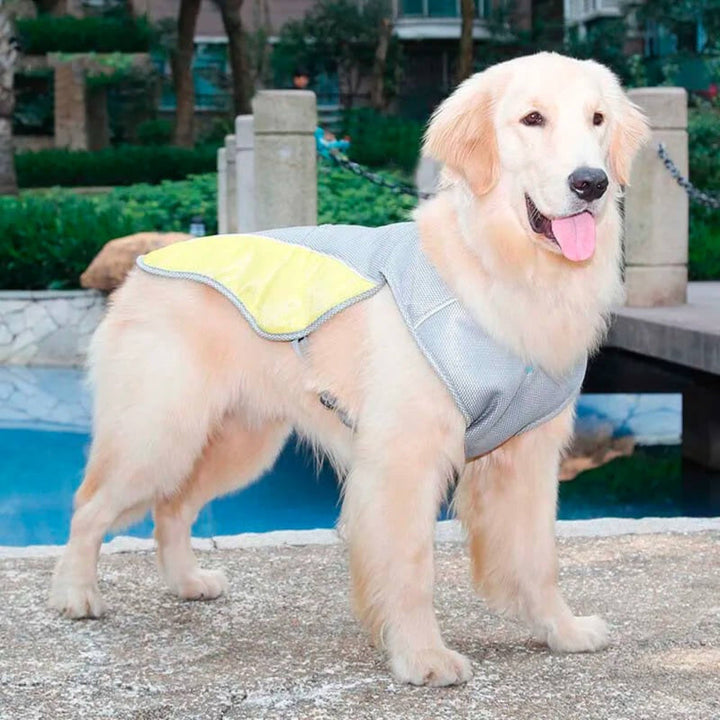Dog wearing blue cooling vest for summer heat relief, showing breathable mesh fabric and adjustable straps.
