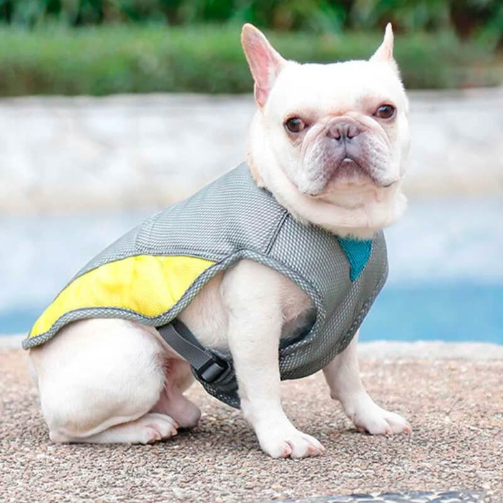 Small dog comfortably sitted in a cooling vest, enjoying summer outdoor pet gear and heat relief.