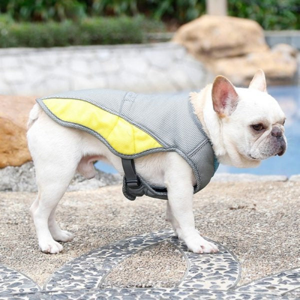 Dog training with a blue cooling vest, demonstrating active use for summer heat relief and pet cooling.