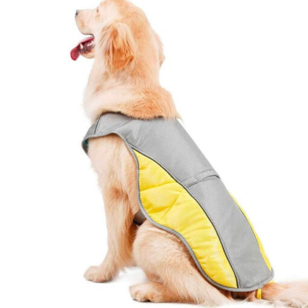 Dog standing in a park wearing a cooling vest, perfect for summer dog gear and outdoor pet adventures.