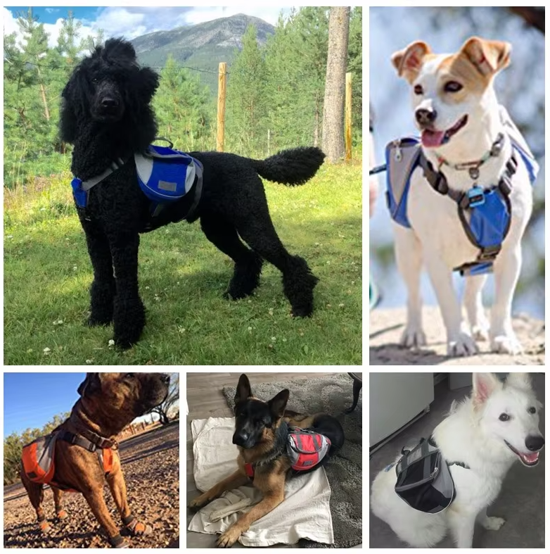 Set of different sized waterproof dog backpacks, adjustable for various breeds, durable pet adventure gear.