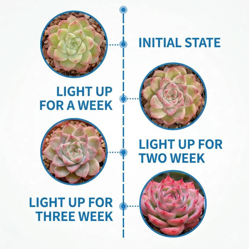 Full spectrum LED plant grow light with dual gooseneck, timer & clip-on base for indoor plants.