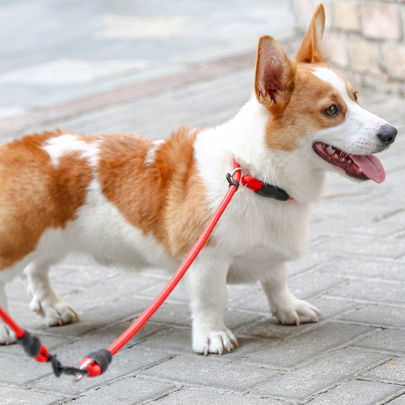 Heavy-duty nylon dog collar, adjustable, ideal for pet walking and training sessions