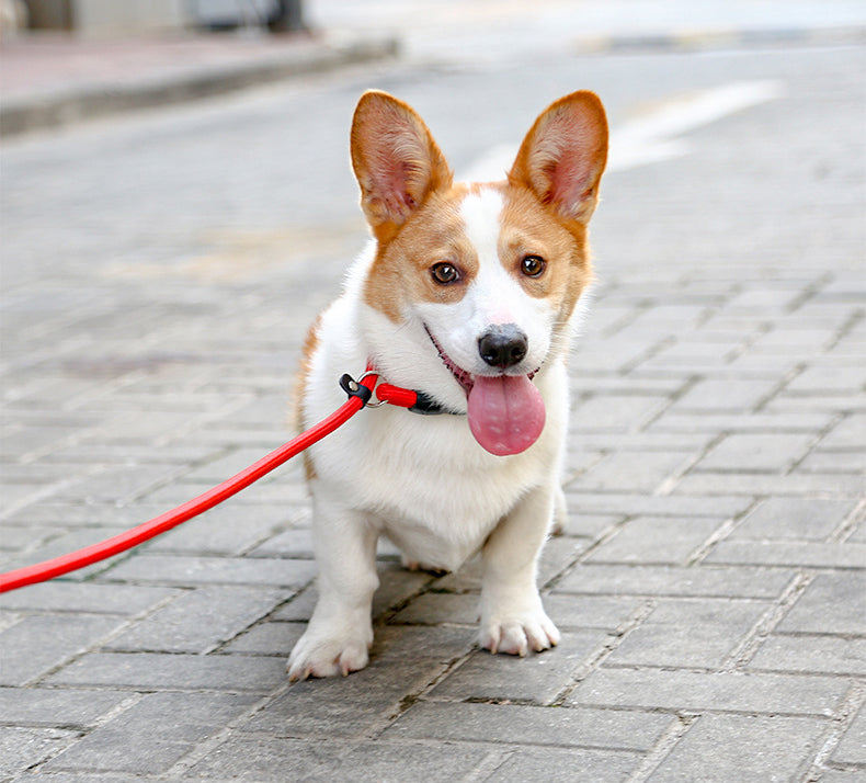Robust adjustable nylon collar for effective dog training and secure walking
