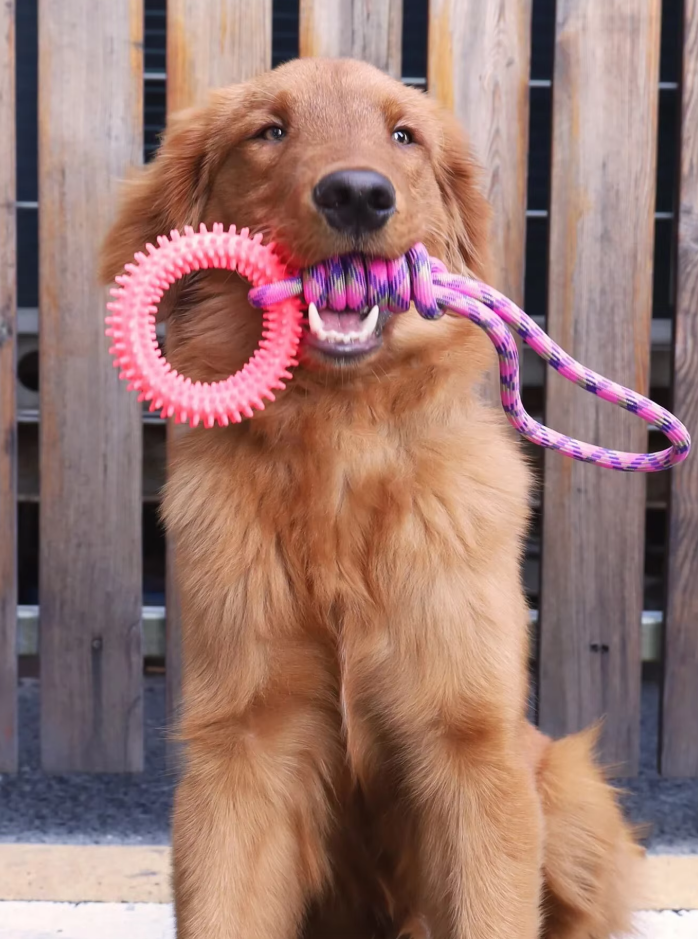 Robust dog toy with blue teething ring and yellow rope, perfect for interactive play