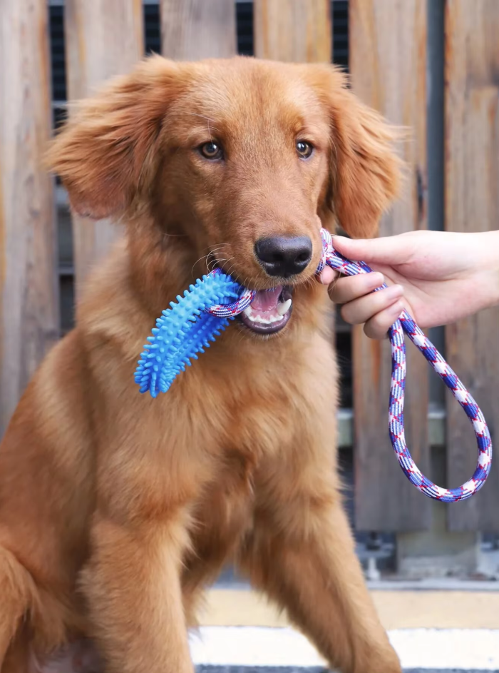 Robust dog chew toy designed for puppies, featuring a blue teething ring and tug rope