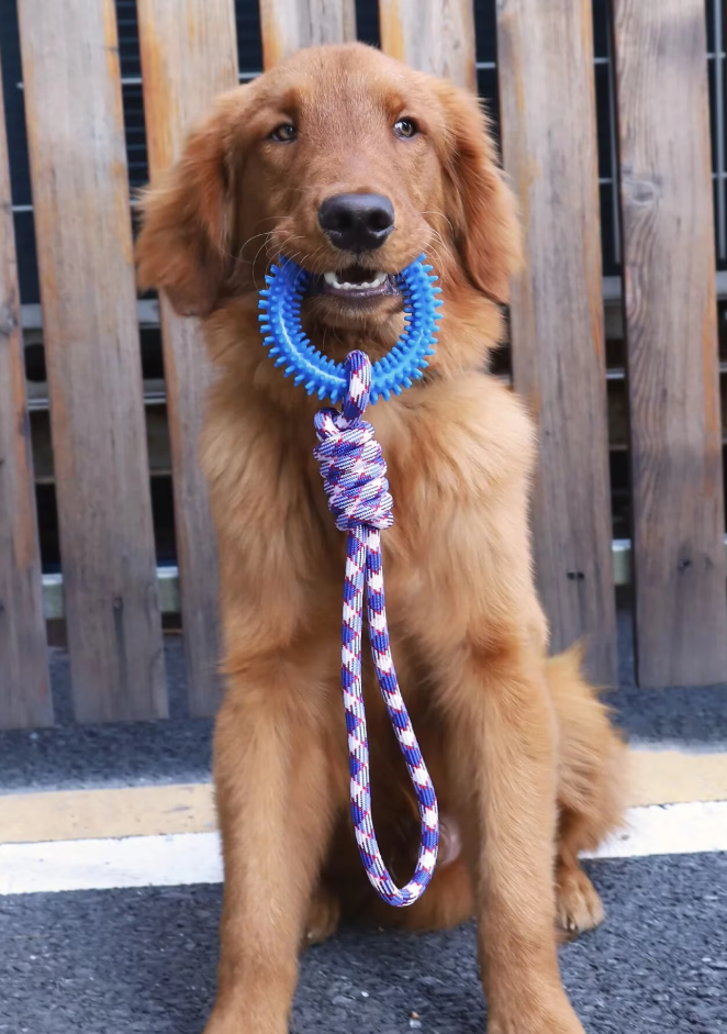 Interactive dog toy for dental health, blue teething ring and yellow rope for chewing