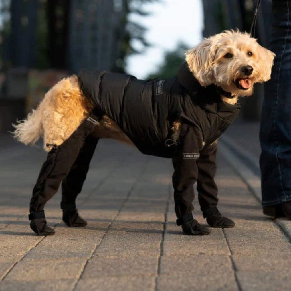 Adventure dog wearing rugged paw protection boots. Ideal for hiking, all-weather outdoor gear & dog accessories.