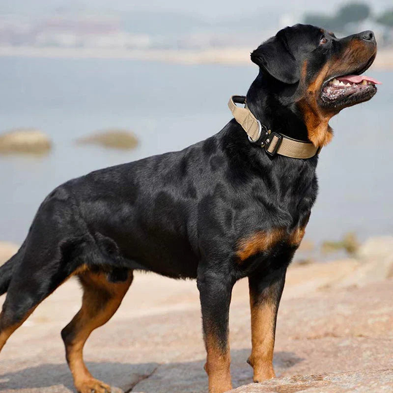 Durable dog training collar with handle for enhanced control & pet safety, black nylon.