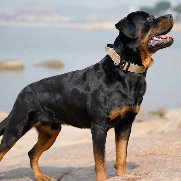 Durable dog training collar with handle for enhanced control & pet safety, black nylon.