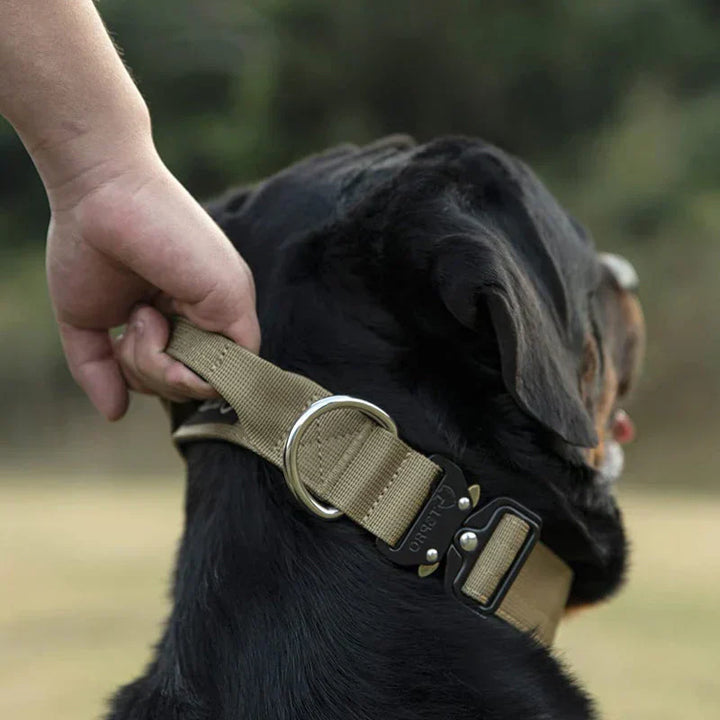 Black dog training collar with built-in handle, ideal for secure pet control & training.