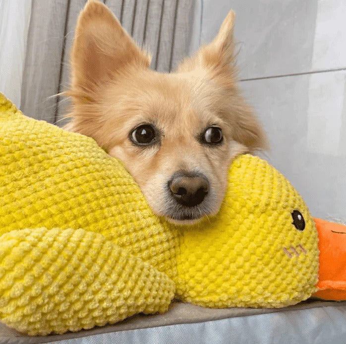 Front view of a robust, calming duck dog toy, perfect for dog enrichment and chewing.