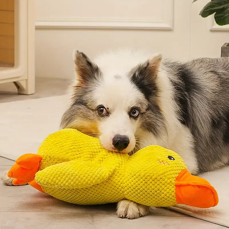Interactive pet toy: a durable duck dog chew, shown being tugged by a playful puppy.