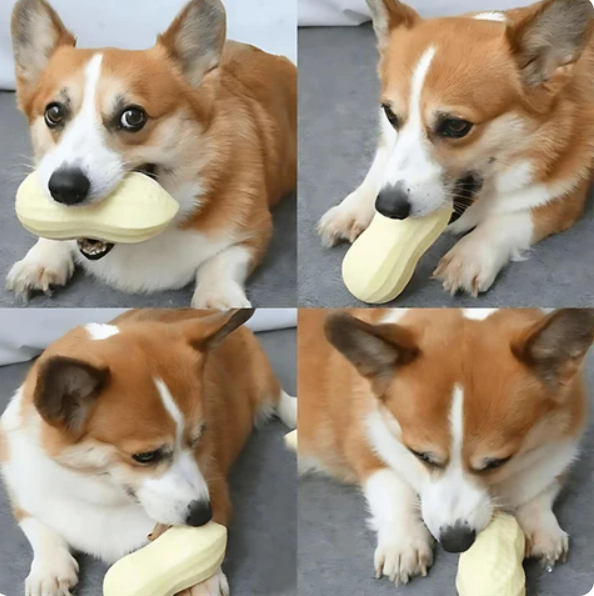 Peanut dog toy for chewing, supports dog dental health & amusement.
