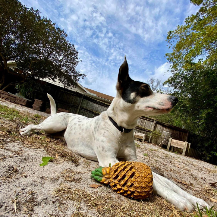 Fun pineapple dog toy, durable for aggressive chewers, helps with dental cleaning