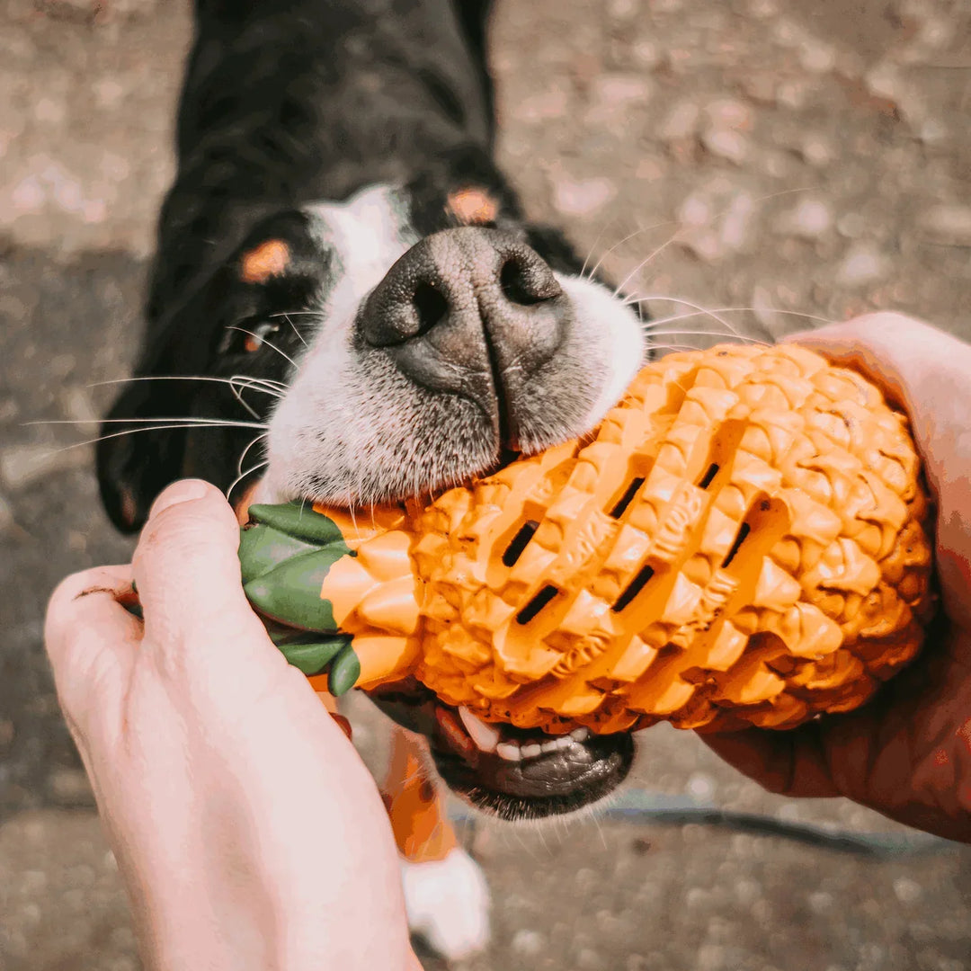 Interactive pet supplies: textured pineapple dog toy, ideal for dental care and treats