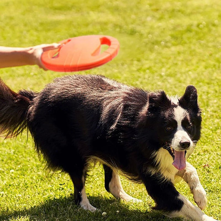 Bright blue durable dog frisbee, perfect pet toy for active fetch games
