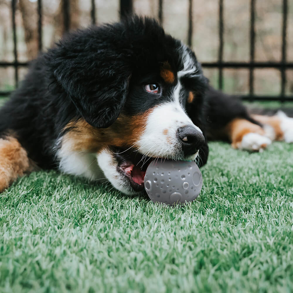 Green non-toxic feeder toy ball, ideal for engaging dogs and slow feeding