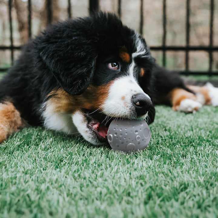 Green non-toxic feeder toy ball, ideal for engaging dogs and slow feeding