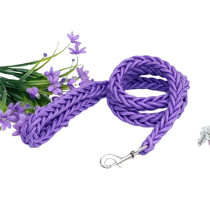Large husky easily controlled with a sturdy black nylon training leash.