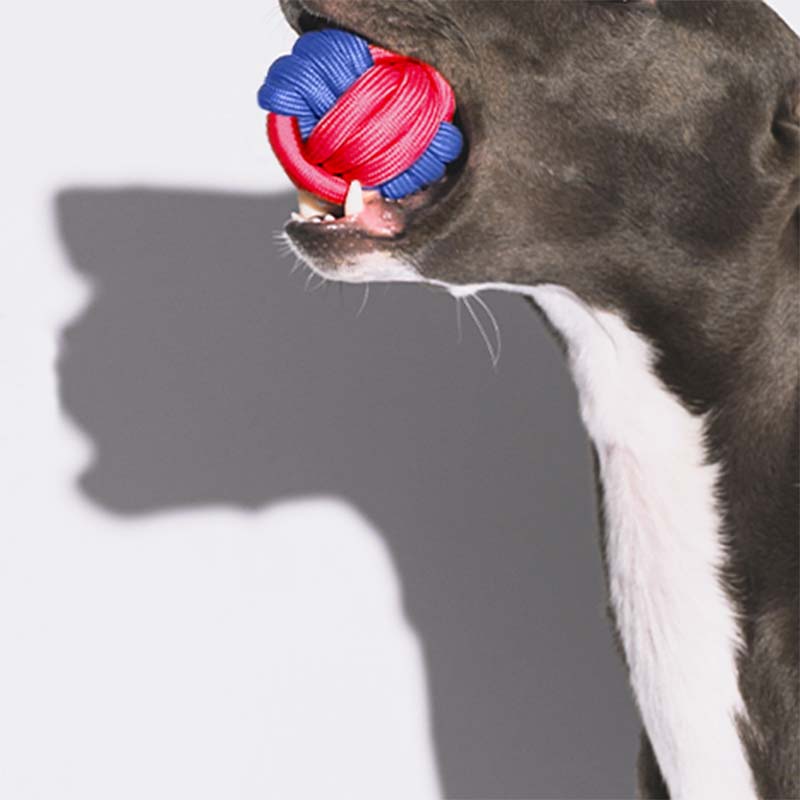 Close-up of vibrant blue and yellow dog knots ball chew toy for fetch and dental health
