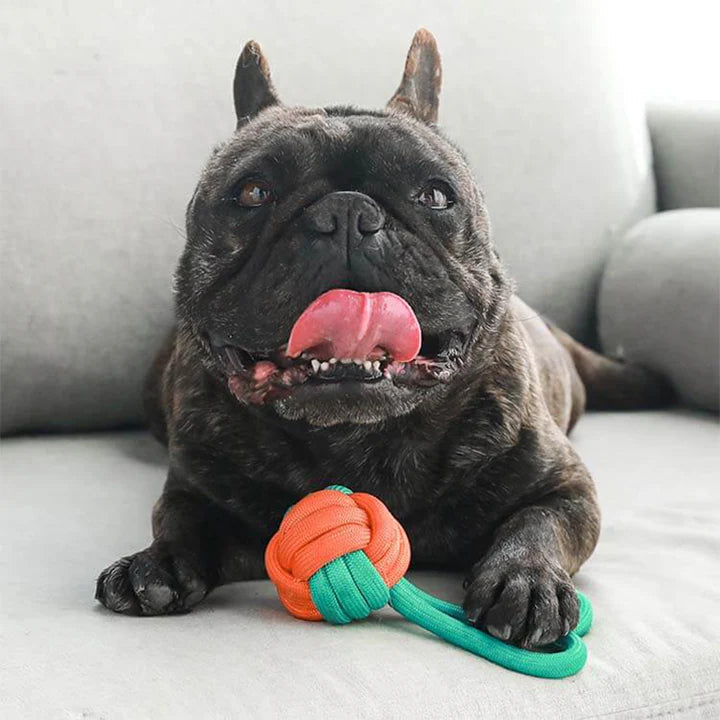 Close-up of a sturdy rope chew toy for dogs, showing tight weave for durability, pet supplies