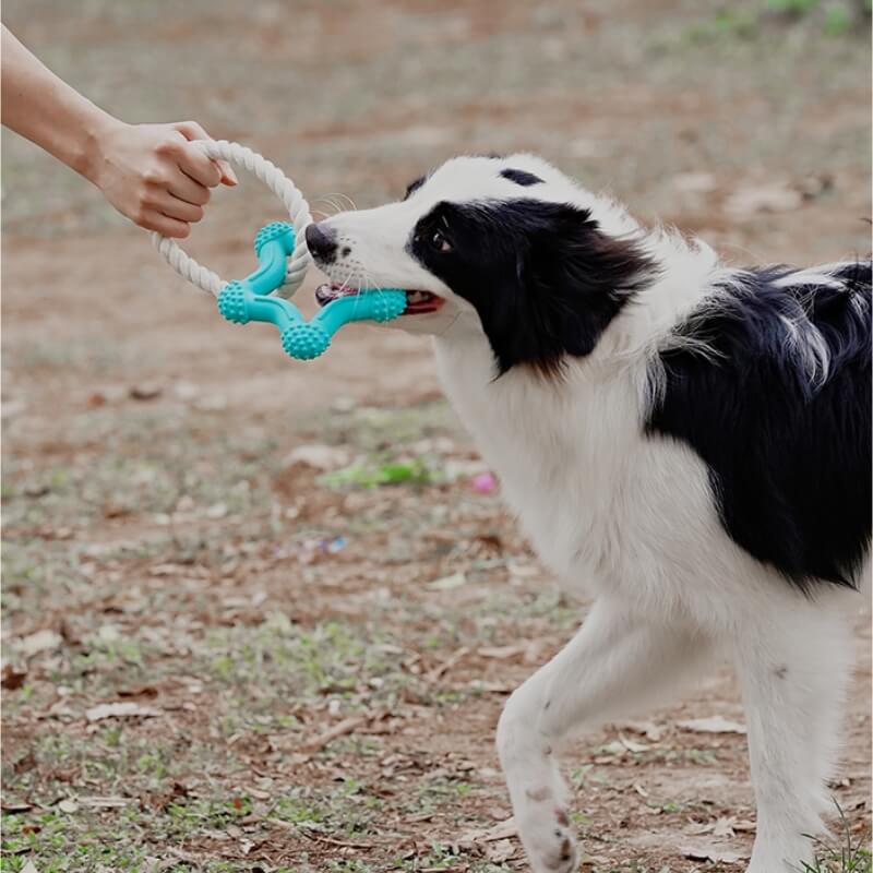 Bright blue dog dental chew toy with textured surface for plaque removal